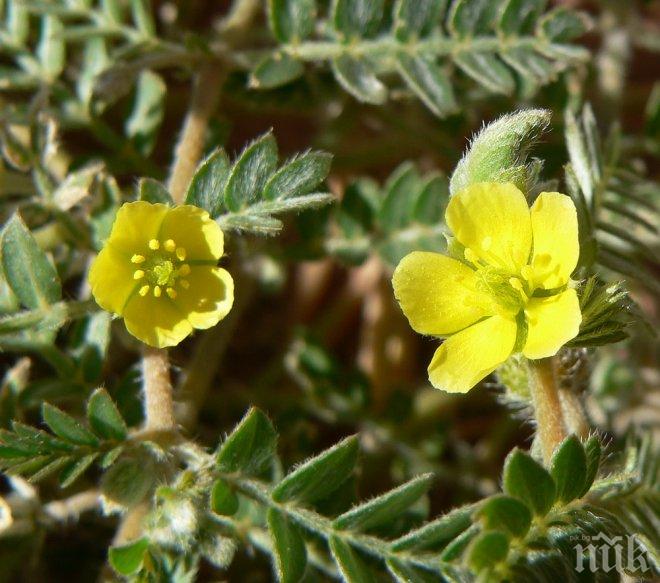 Еликсир на петрички лечител спасява човешкото сърце само за 3 дни!

 
