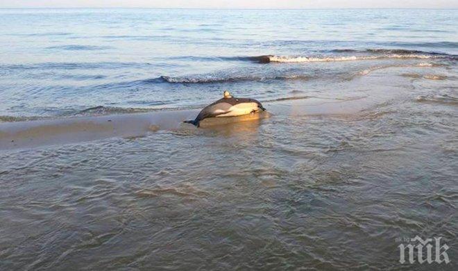 Рибари разкриха причината за масовия мор на делфините - детонация на бомби в морето