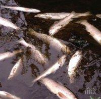 Мъртва риба в река Чая