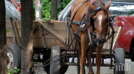подплашен кон уби пенсионер