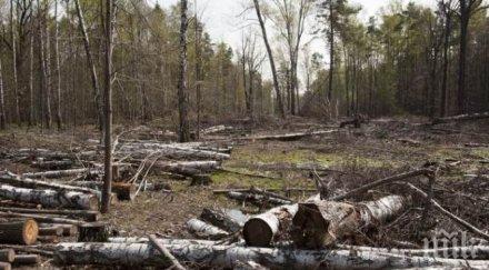 незаконна сеч дряновския манастир