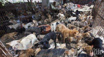 потресно жена гледа кучета разкъсват котки децата нападат хора