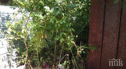 екобомба цъка пловдив