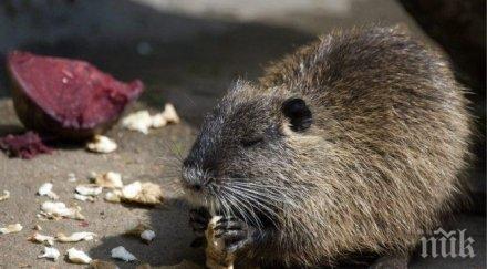 ограничава разпространението инвазивни чужди видове