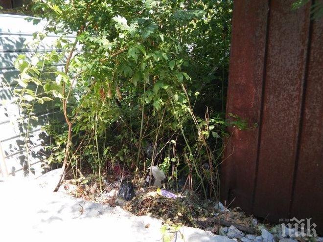 Екобомба цъка в Пловдив 