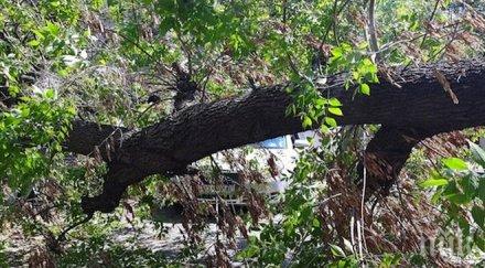 косъм трагедия вековно дърво строполи заведение центъра ямбол