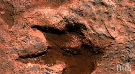 гигантска стъпка динозавър открита боливия
