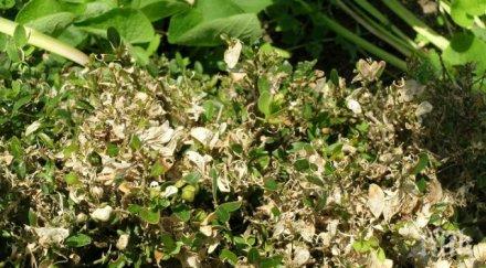 напаст карлово китайски молец изяде чемшира