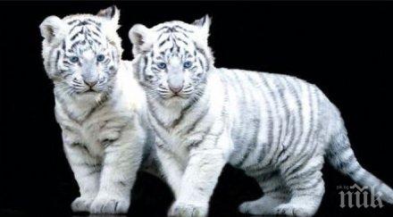 три бенгалски тигърчета родиха сръбски зоопарк