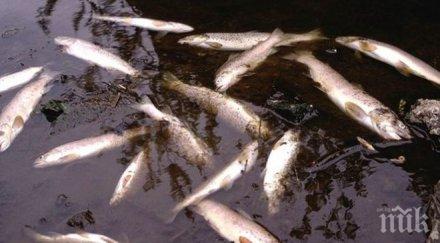 цех боядисване дънки отровил рибата чая