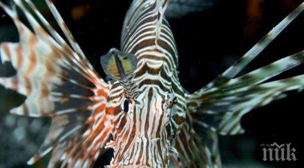 внимавайте отровна риба появи гръцките острови