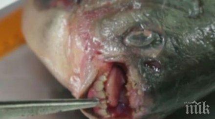 страшилище русия хванаха пираня човешки зъби снимка