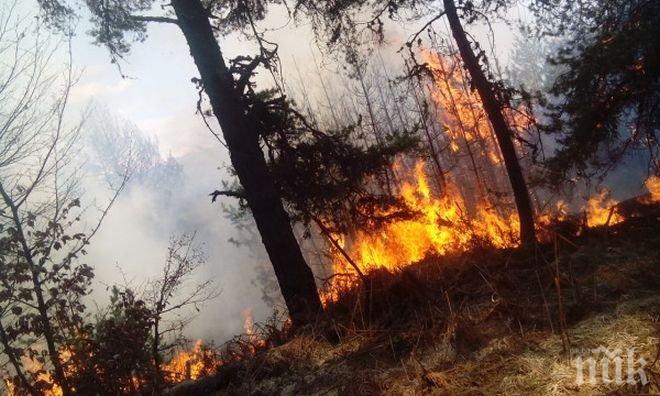 Пожар обхвана 150 декара гора край Перник 