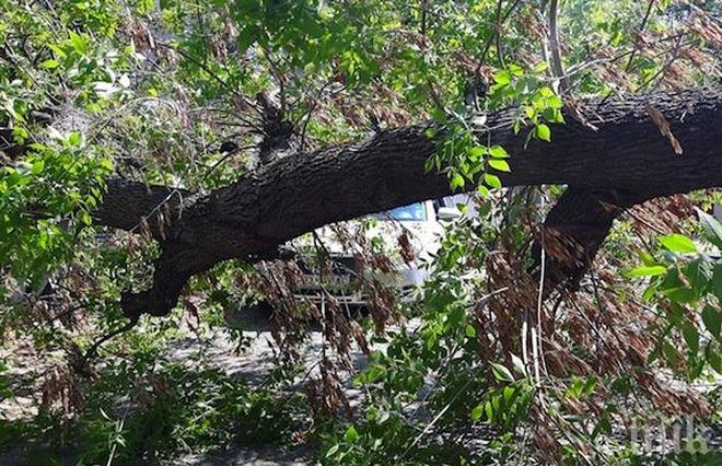 На косъм от трагедия! Вековно дърво се строполи върху заведение в центъра на Ямбол
