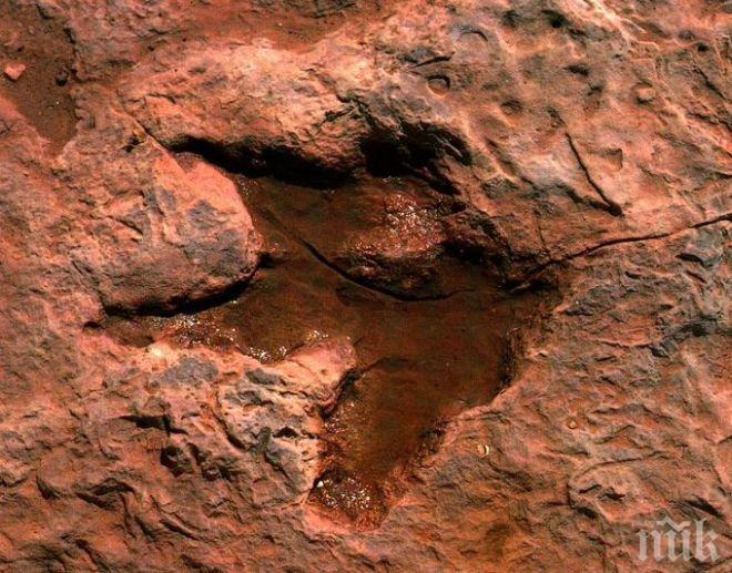  Гигантска стъпка на динозавър открита в Боливия