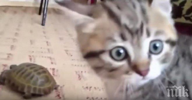 Видео показва борбата между мини-гигантите: котенце среща кустенурка