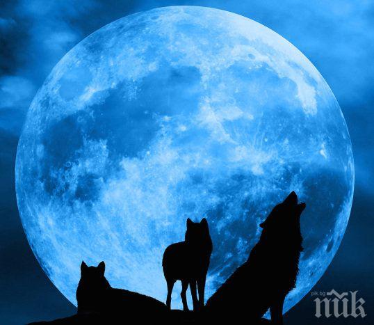 Луната полудя - открийте си влог, не давайте кръв, пийте сухо вино, омачкайте чаршафите и да не ви пука!