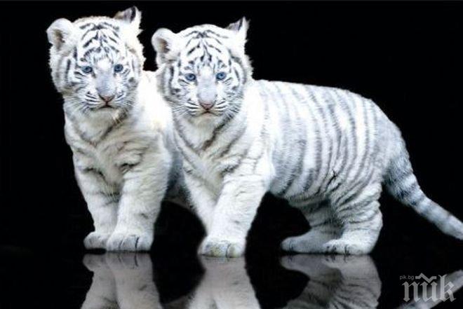 Три бенгалски тигърчета се родиха в сръбски зоопарк