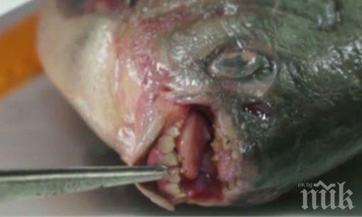 СТРАШИЛИЩЕ! В Русия хванаха пираня с човешки зъби (СНИМКА)

