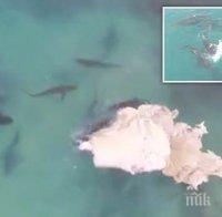 30 акули разкъсаха и изядоха цял кит (ВИДЕО)