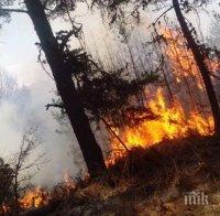 Над 100 декара борова гора пламна като факел край Ардино