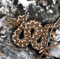 Почина ухапаният от змия 66-годишен мъж от Царево