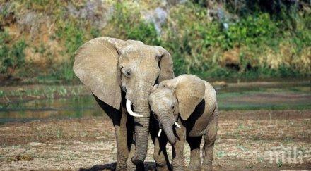 дете загина слон хвърли камък