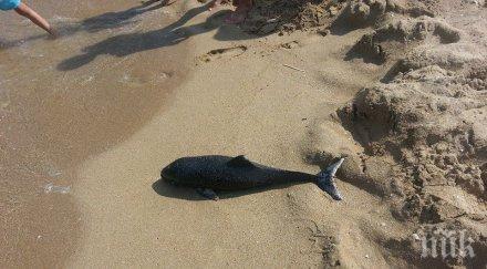 пик морето изхвърли мъртво бебе делфинче плажа ммц приморско снимки