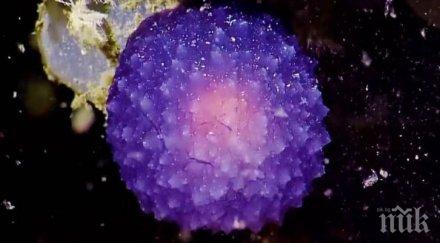 странна пурпурна сфера откриха учени дъното океана калифорния видео