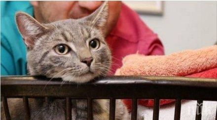 умирай трудно пералнята котаракът боби оцеля изпраха градуса