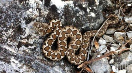 невероятно ухапан змия свести погребалната клада