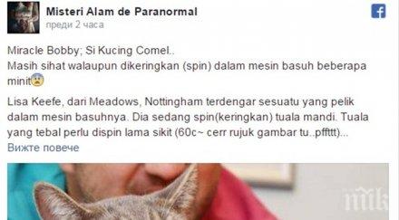 котаракът боби оцеля беше изпран пералнята