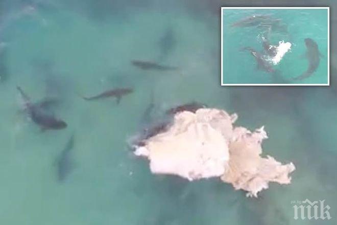 30 акули разкъсаха и изядоха цял кит (ВИДЕО)