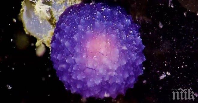 Странна пурпурна сфера откриха учени на дъното на океана до Калифорния (ВИДЕО)