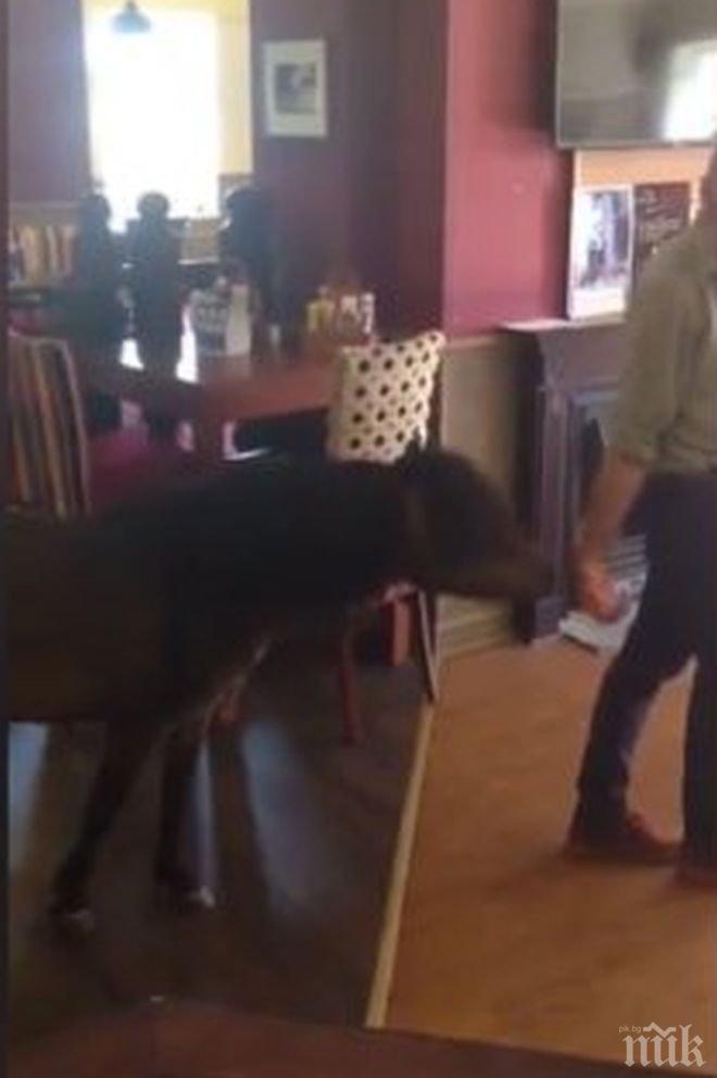 Пони се промъкна в кръчма и здравата се почерпи (ВИДЕО)