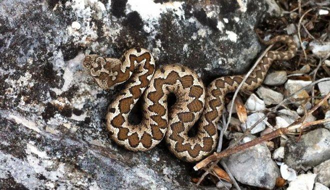 Почина ухапаният от змия 66-годишен мъж от Царево