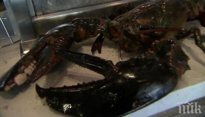 Омарът Лари, пощаден от тенджерата, се спомина на път към свободата

