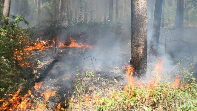 Пожарът край Ардино застрашително се разраства и застрашава къщите