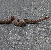 Клъвна го пепелянка, а той се усети чак на третия ден