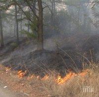 Овладяха големия пожар край село Главан