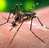 СТРАШНО! Зика може да ни нападне с родни комари