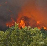 Пожарът край Маджарово вече обхваща площ от 5000 декара, от които 1000 дка гора