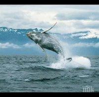 Гърбатите китове спасяват тюлени от нападения на косатки