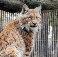 Рис – беглец от зоопарк,  се укрива 3 седмици в Англия