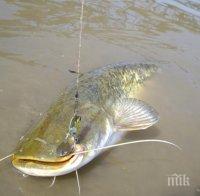 Мито Якия пребори 40-килограмов сом