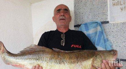 рекорд рибар извади кила бяла риба язовир кърджали