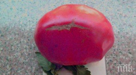 пловдивски поет отгледа невиждано голям домат