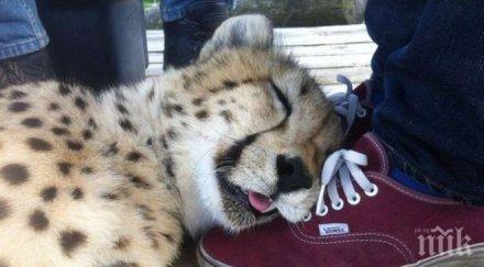 леопард влезе хотелска стая индия почине банята