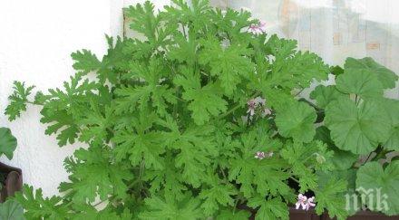 ароматното индрише лекува високо кръвно болно сърце