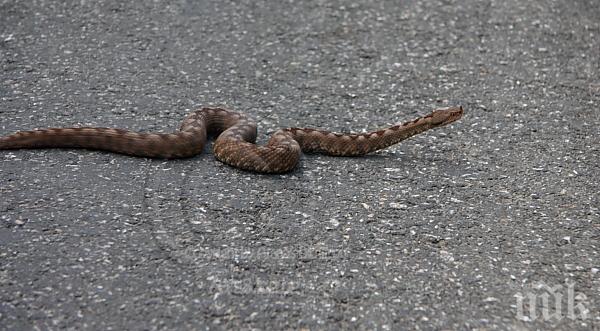 Клъвна го пепелянка, а той се усети чак на третия ден